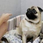 Pet Stain & Odor Removal