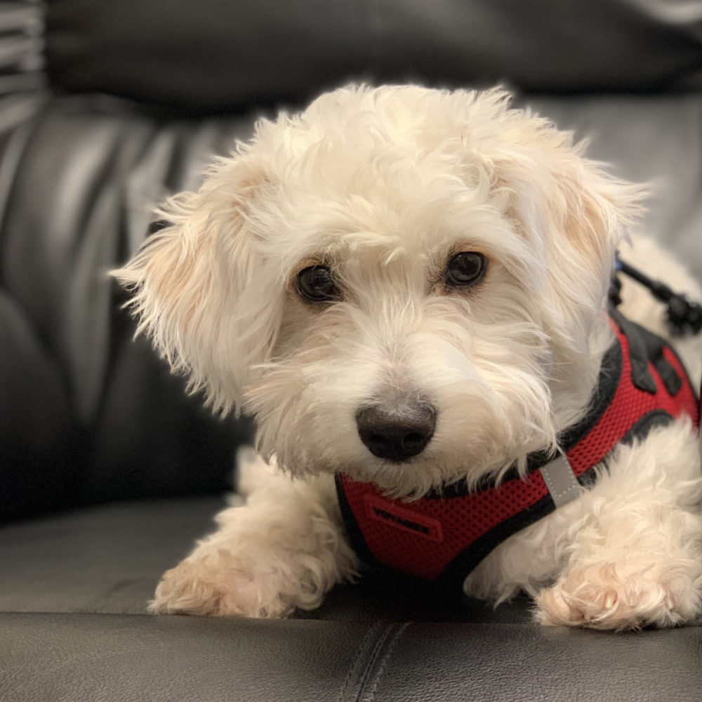 pet stain removal thousand oaks